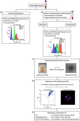 Differential Interaction of Platelet-Derived Extracellular Vesicles With Circulating Immune Cells: Roles of TAM Receptors, CD11b, and Phosphatidylserine